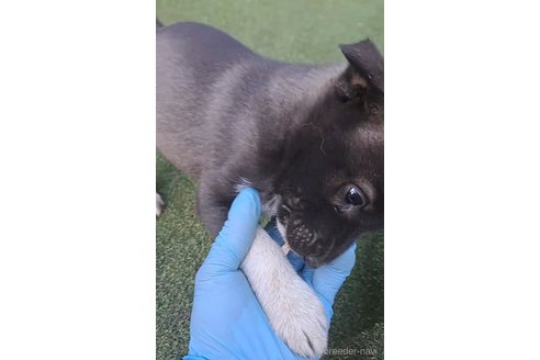 成約済の千葉県のミックス犬-293638の23枚目